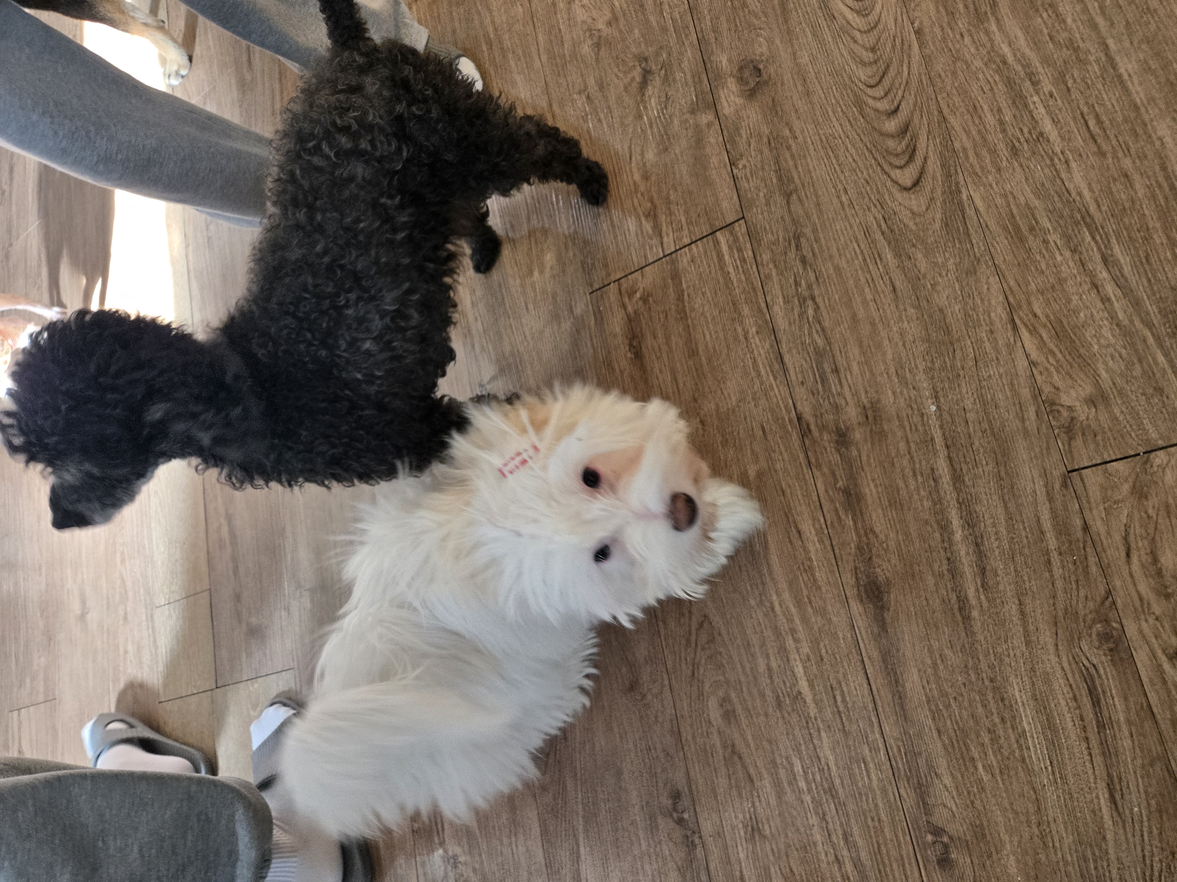 KakaoTalk_20260131_151213504_01